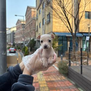 이탈리안그레이하운드 책임분양 분양가??