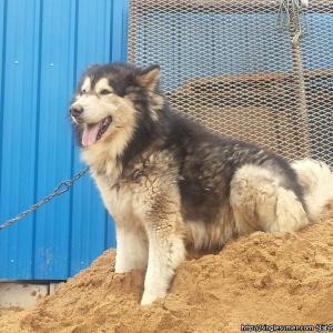 말라뮤트를 찾읍니다.