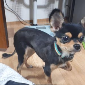 의정부3동 치와와 보호자님 찾아요!