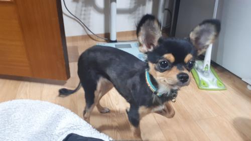 의정부3동 치와와 보호자님 찾아요!