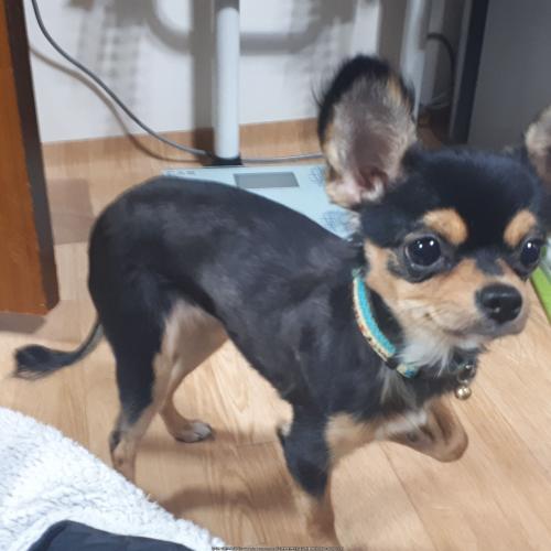 의정부3동 치와와 보호자님 찾아요!