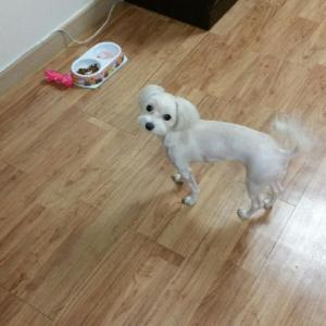 안양 비산동 [말티즈] 몽이를 찾아요!!