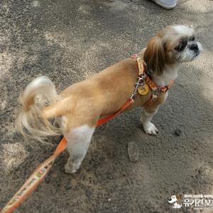 망원역근처 강아지를 찾습니다