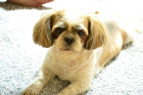 사하구 시츄 여아 보호중입니다