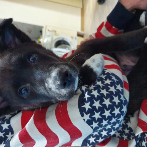 보더콜리 5~6개월 남아 분양합니다.