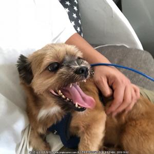 갈색 믹스견 찾습니다.