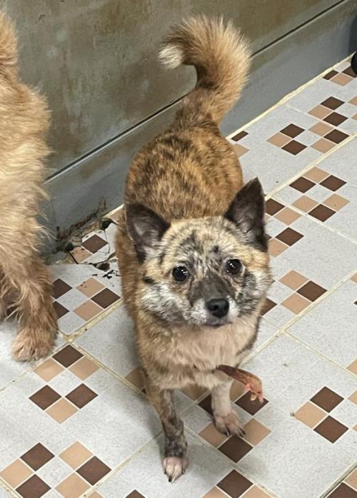 아기여우를닮은 여울이의가족을찾습니다