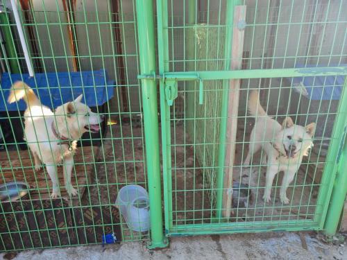 3살 믹스견 1마리만 분양합니다.