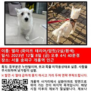 화이트테리어 찾아요  !!!!!!!