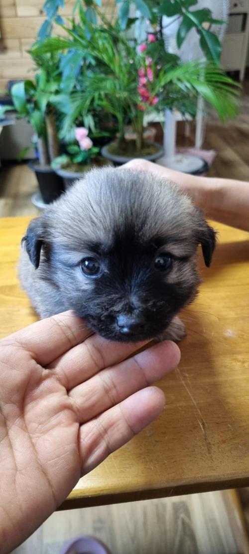 강아지 무료분양! 책임비도 안받습니다