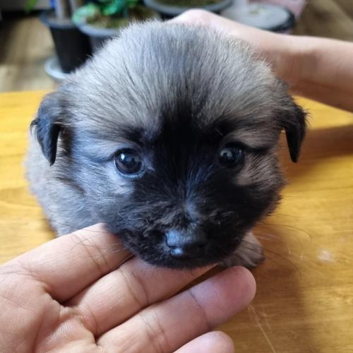 강아지 무료분양! 책임비도 안받습니다