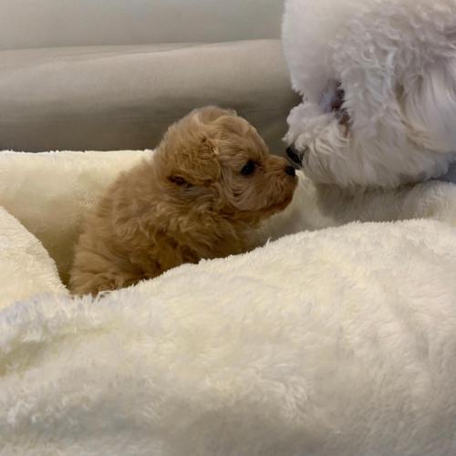 2개월 조금 넘은 말티푸 가족 찾습니다