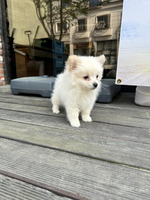 한번 아픔을 겪은 아이입니다