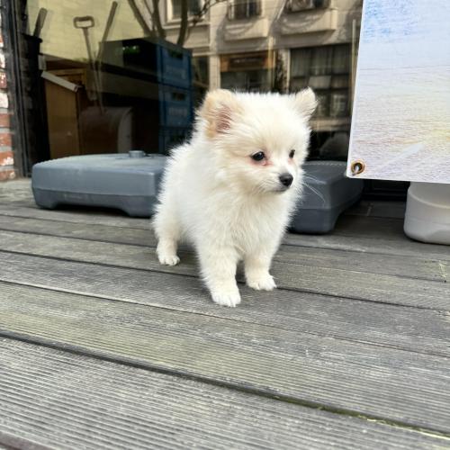 한번 아픔을 겪은 아이입니다