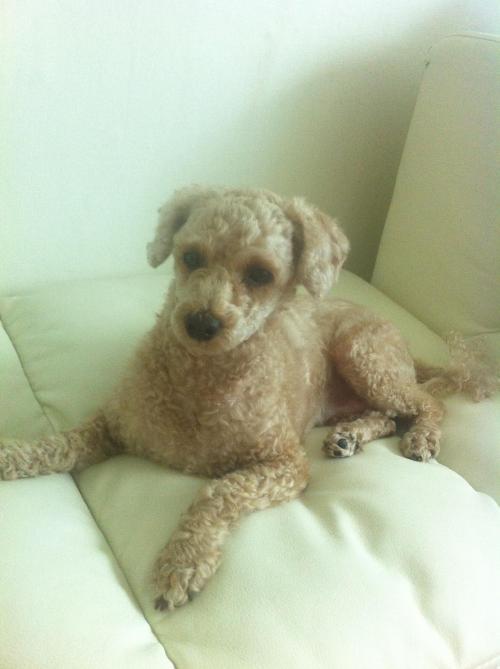 (부천) 소사구 베이지색 푸들 주인 찾습니다