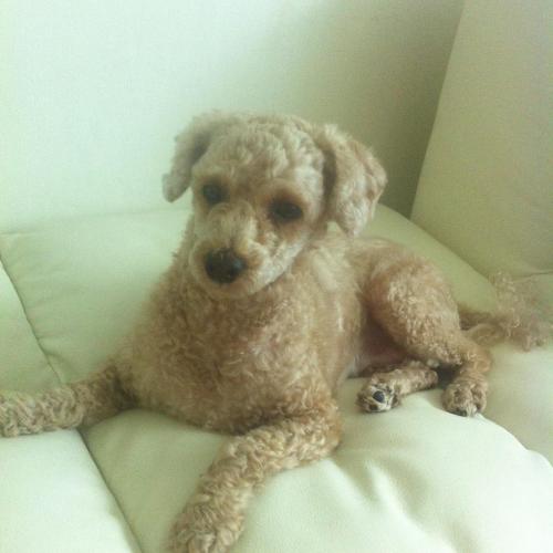 (부천) 소사구 베이지색 푸들 주인 찾습니다