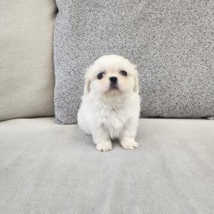 페키니즈분양 귀한 모색 화이트페키니즈분양