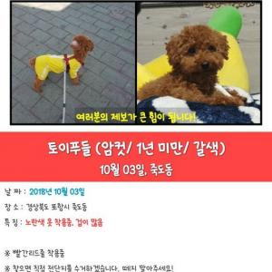 갈색푸들 자두를 찾습니다