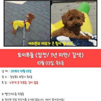 갈색푸들 자두를 찾습니다