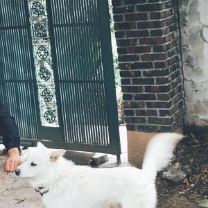 목포일신아파트 부근에서 잃어버린 연두를 찾습니다.