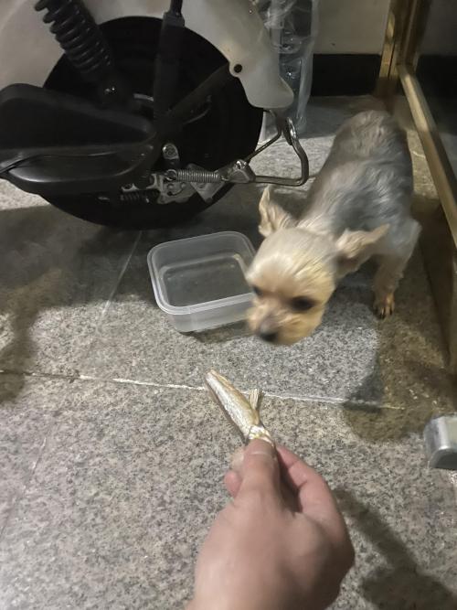 동작구 대방동 요크셔테리어 임시보호중입니다