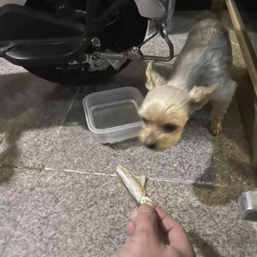 동작구 대방동 요크셔테리어 임시보호중입니다