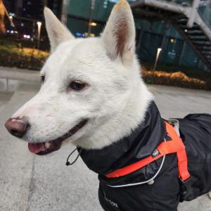 서울 강남구 진도견 찾아요