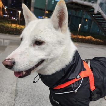 서울 강남구 진도견 찾아요