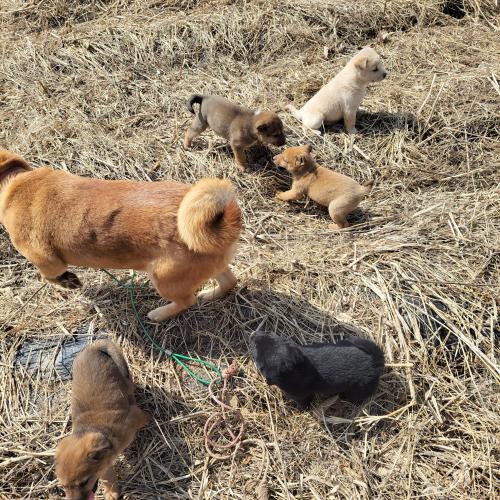 진도믹스견 분양 합니다.