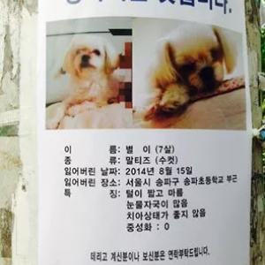 송파구 강아지 찾습니다(말티즈)