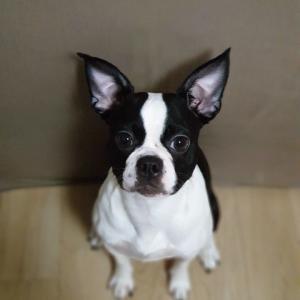 주안2동 보스턴테리어(2세) 여아 찾습니다.