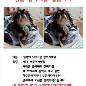 경기도 수원 구운동에서 우리 칠복이를 애타게 찾습니다 (장모치와와)