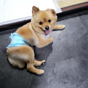 강아지찾습니다