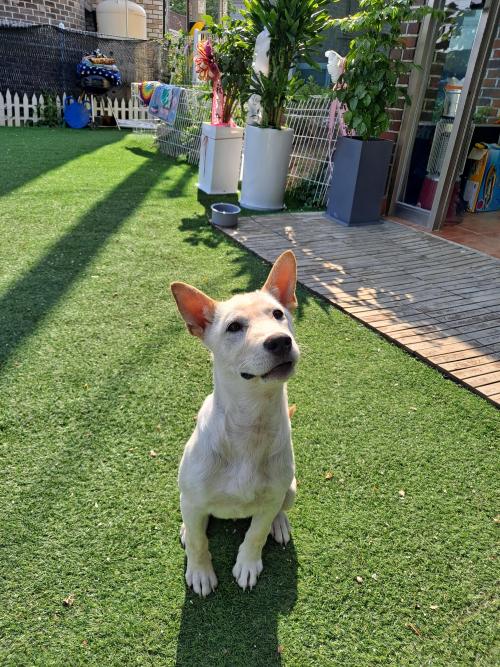 5-6개월 추정 구조한 강아지 무료분양합니다!