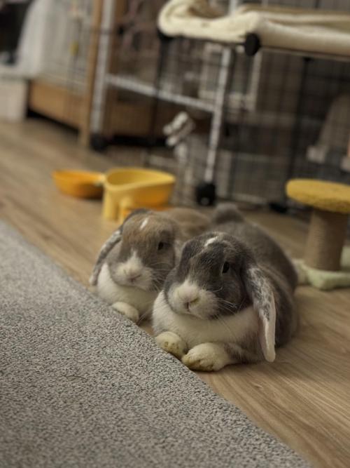 롭이어토끼 분양합니다