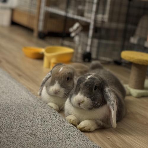 롭이어토끼 분양합니다