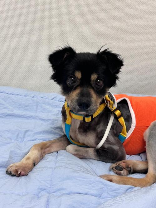 임보/입양처 찾습니다!!