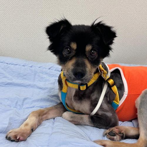 임보/입양처 찾습니다!!