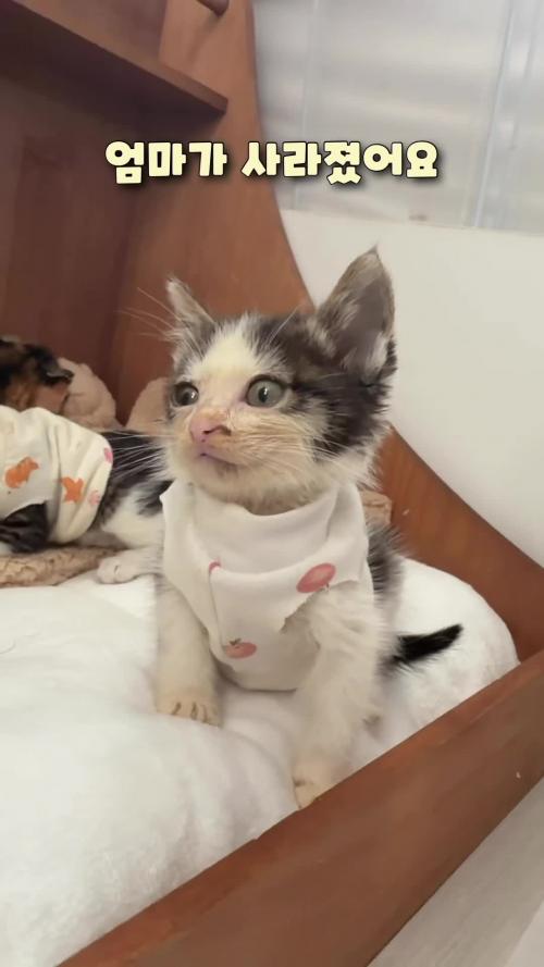 수도권) 한달령 새끼고양이 가족 찾아요