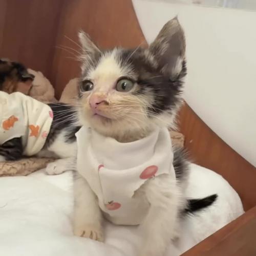 수도권) 한달령 새끼고양이 가족 찾아요