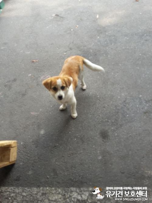 춘천 퇴계동 견주 찾습니다~~