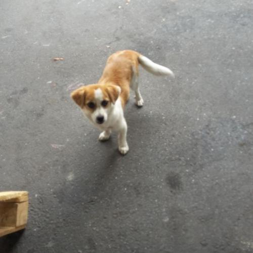 춘천 퇴계동 견주 찾습니다~~