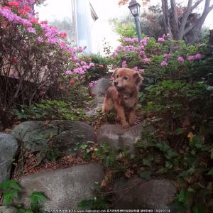 여름이 (강아지) 찾아주세요. 서대문구입니다.