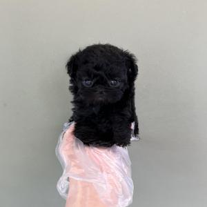 행동도 외모도 너무 예쁜 2개월 꼬미 소개해요