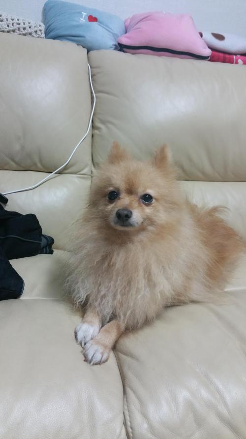 스피치 갈색 주인찾습니다