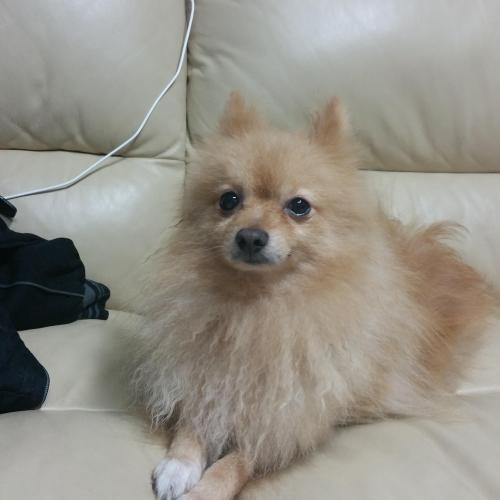 스피치 갈색 주인찾습니다