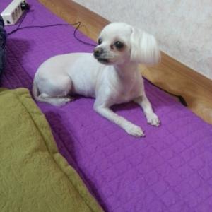 경기도 성남시 신흥2동 말티즈 여자 8년된 강아지 찾아요