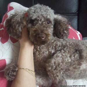 광주서구금호동에서실종. 푸들을 찾습니다.