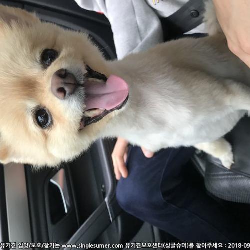 강아지 주인을 찾습니다! (갈색포메)