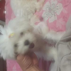 4개월말티즈여아분양해요